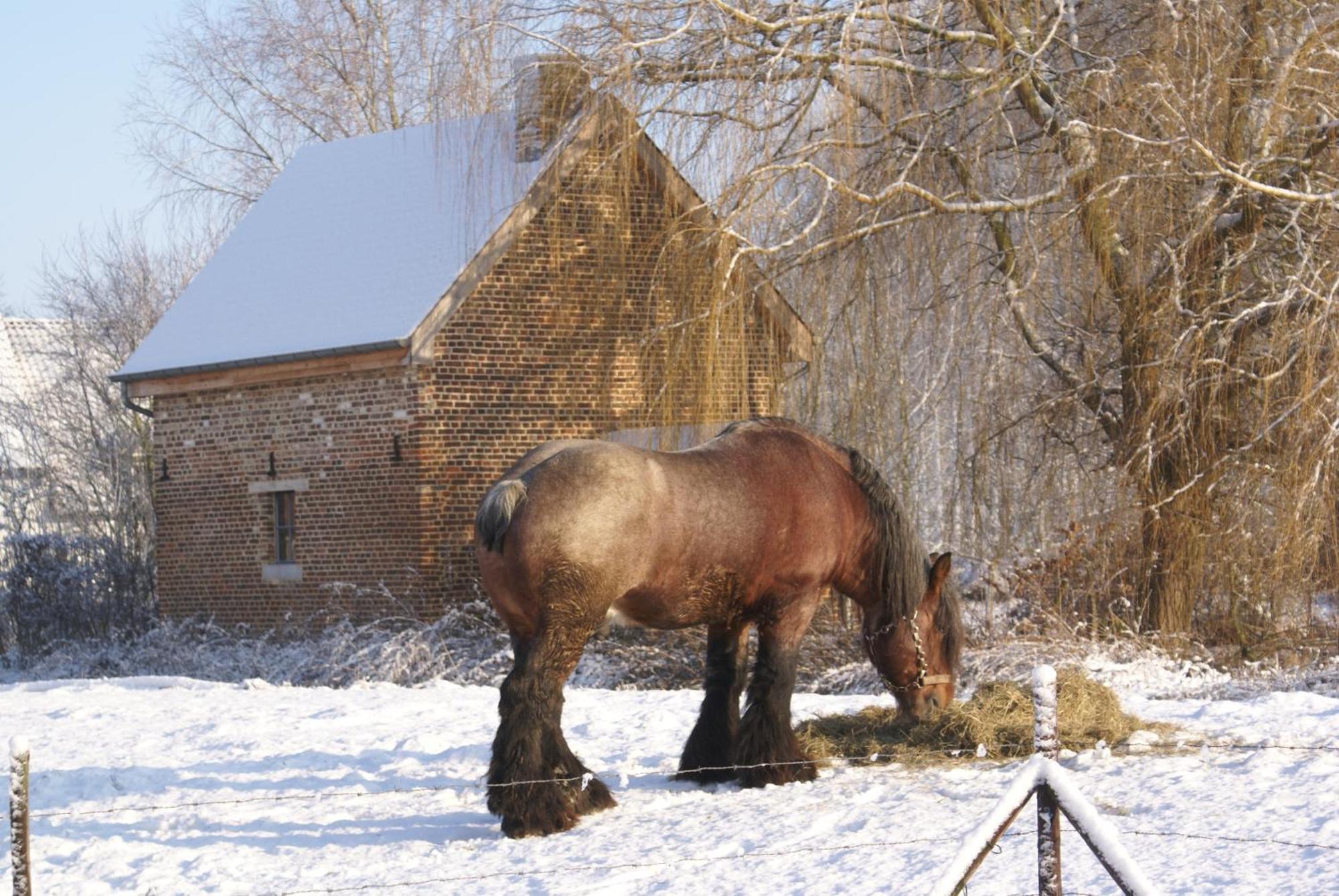 B&B De Metstermolen Sint-Truiden Kültér fotó